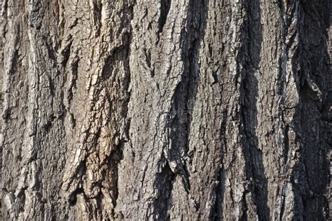 Surface Of Bark Of Black Locust Tree Stock Image Image Of Forest