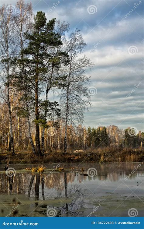 Natural Landscape The Grass The Trees On The Shore Of A Lake O Stock