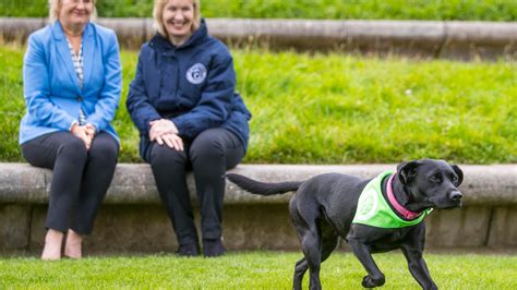 Lovable Scots Dog Unites Political Rivals In Their Campaign To Secure