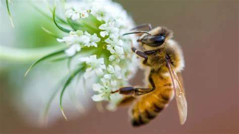 من افضل النباتات لنحل العسل؟