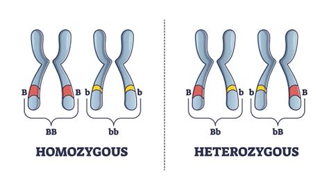 Ilustración De Heterocigoto Vs Homocigoto Diferencias De Genes Padres