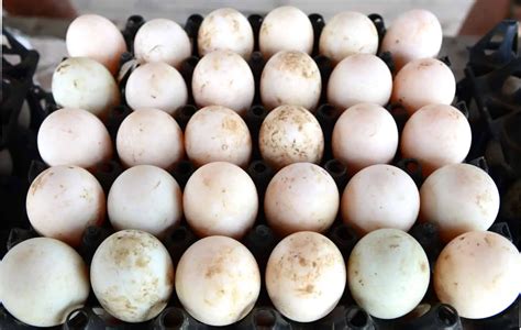 The Best Duck Breeds For Eggs What To Look For Poultry Parade