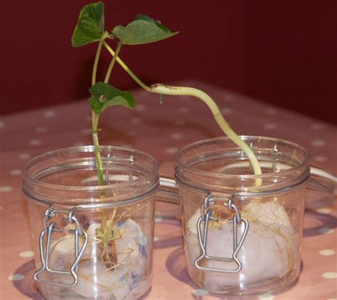 Germination Of A Bean Seed Timeline