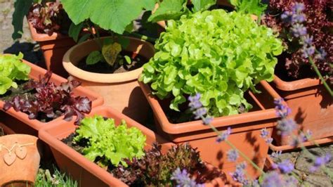 Lettuce Has Shallow Roots So It Grows Well In Containers Learn How