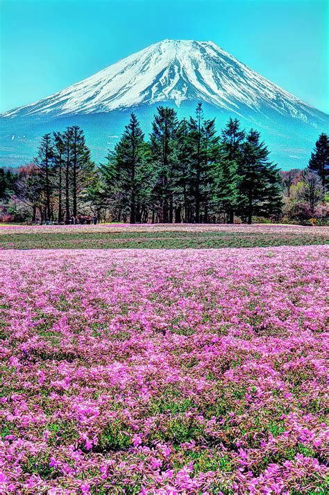 Mount Fuji With Pink Flowers Photograph By Michaël Ducloux Pixels