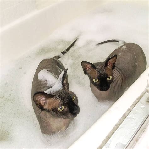 Sphynx Bath Cats Smelling Cat Care Sphynx Cat