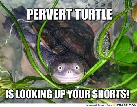 Scenestr 10 Memes To Celebrate World Turtle Day