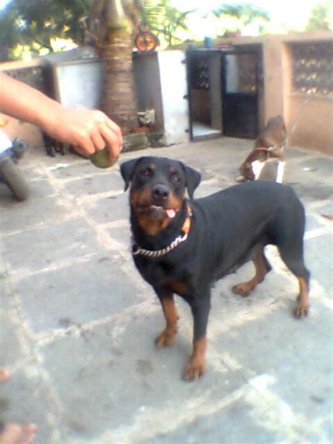 Alcon opti free replenish in malaysia. Rottweiler Puppies for Sale(Sandhu Paramjit Singh 1)(10296 ...