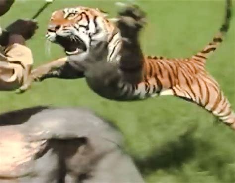 How Do Tigers Kill Their Prey