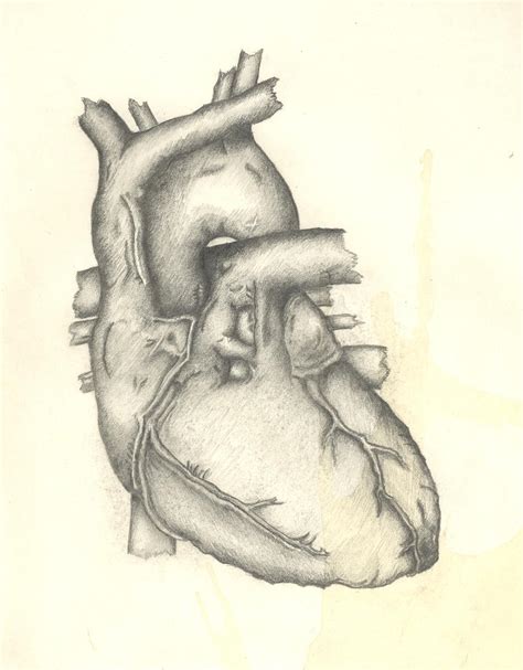 The Human Heart By Avelict On Deviantart