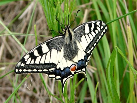 (score from 234 reviews) real guests • real stays • real opinions. Ferienwohnung 2& Bildstöckle - Urlaub im Kaiserstuhl ...