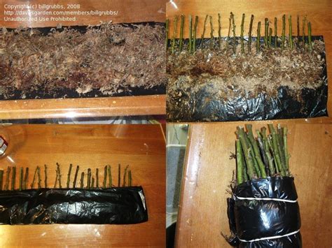 What's the best way to grow rose moss? Propagation: Propagating/Grafting Roses, 1 by billgrubbs