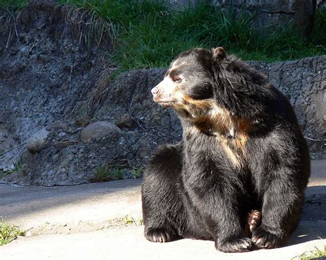 Spectacled Bear Animal Wildlife