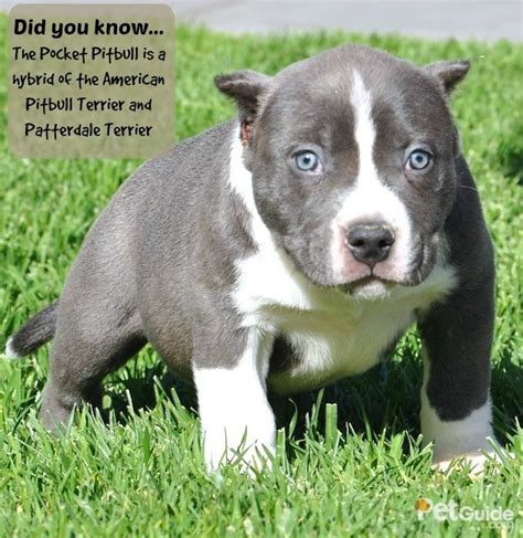 Miniature Pitbull Puppies Top 10 Most Small Dog Breeds In The World