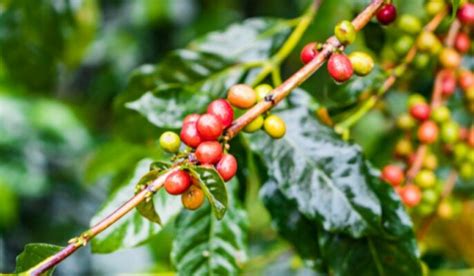 Coffea Arabica Facts Growth Care And Uses