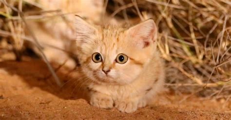Rare Sand Cat Kitten Caught On Film For The 1st Time Watch When It