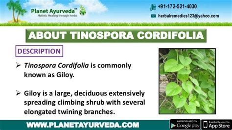 Giloy Capsules Tinospora Cordifolia Ayurvedic Medicinal Properti