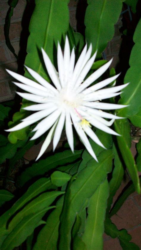 Night Blooming Cerues Grandma Had One The Most Fragrant Flower Ever