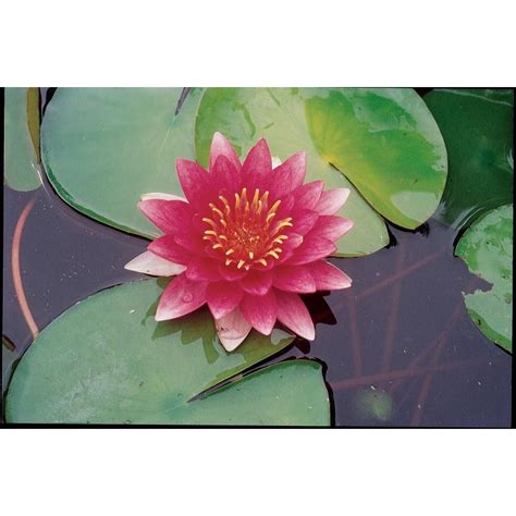 We did not find results for: 1 Count Attraction Waterlily (LB21730)Extremely hardy Lily ...