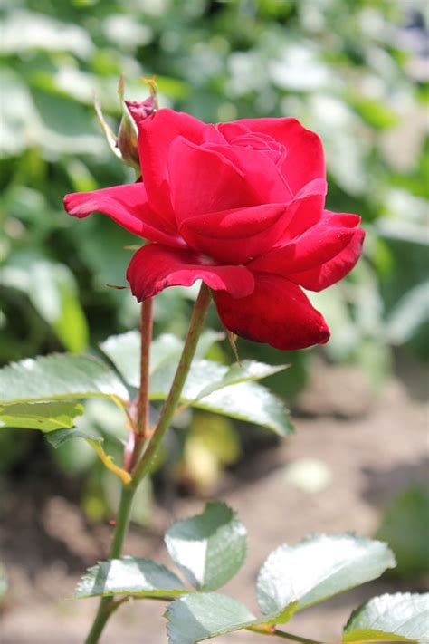 玫瑰 花 开花 Pixabay上的免费照片 Pixabay