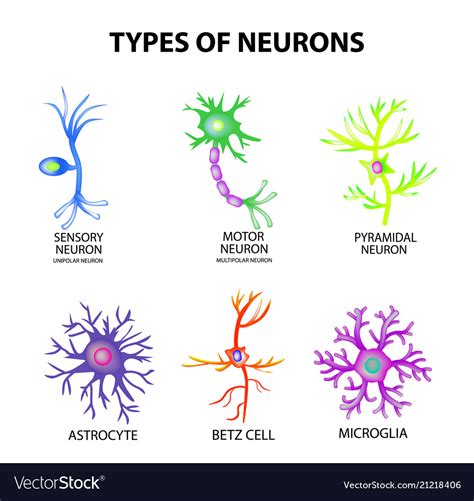 Types Neurons Structure Sensory Motor Neuron Vector Image E
