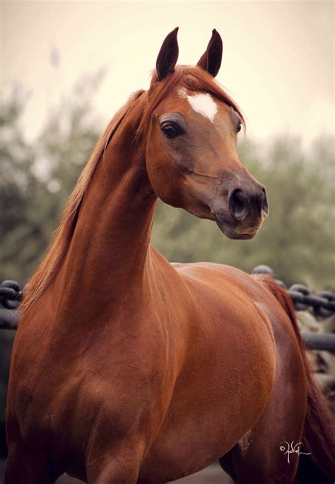 Arabian horse, earliest improved breed of horse, valued for its speed, stamina, beauty, intelligence, and gentleness. Symphony of Love, a spirited chestnut Arabian mare. Pretty ...