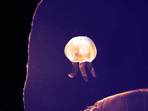 Baby Jellyfish By Coldedge On Deviantart