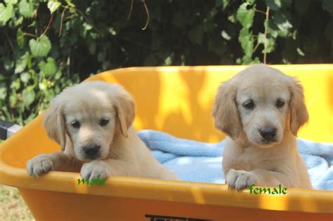 The table below allows you to quickly and easily find information on current and upcoming litters from our four colors of golden retriever puppies for sale. Golden Retriever Puppies For Sale | Philadelphia, PA #246935