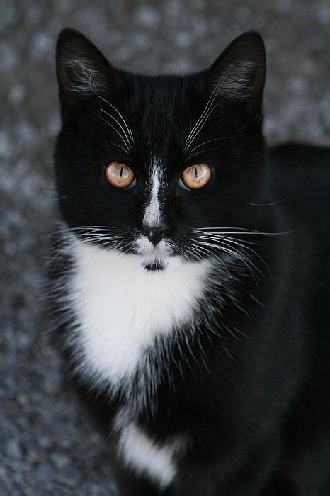 526 Best Ideas About Love Tuxedo Cats And Black And White