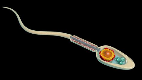 Science Anatomy Human Sperm Cell 3d Turbosquid 1563155