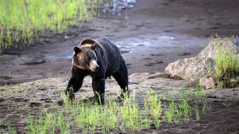 Number Of Bear Attacks In Glacier National Park