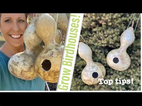 You Can Turn Gourds Into Birdhouses TIPS TRICKS IDEAS To Keep It