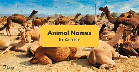 50 Nifty Animal Names In Arabic Ling App