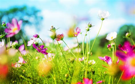 Free Download Download Nice Spring Background 1440x900 Full Hd Wall
