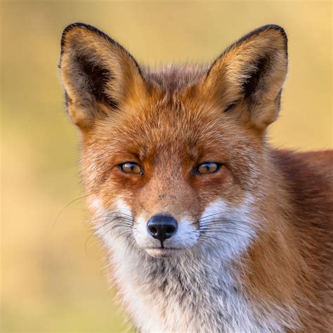 Fox Spirit Animal Meaning