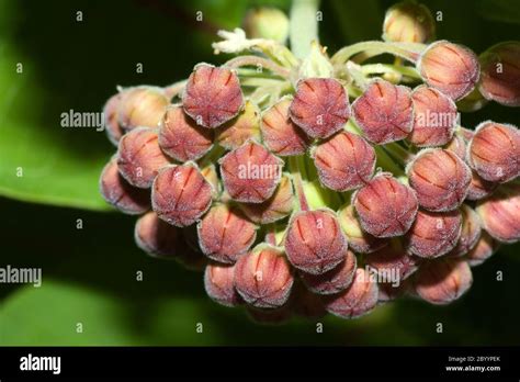 Medicinal Plant Milkweed Hi Res Stock Photography And Images Alamy