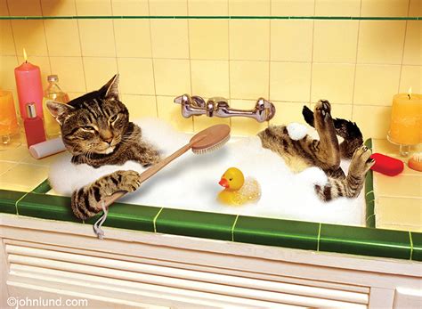 Happy Cat Relaxing In A Romantic Soak Using The Kitchen