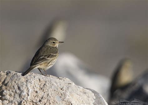 American Pipits On The Rocks Mia McPherson S On The Wing Photography