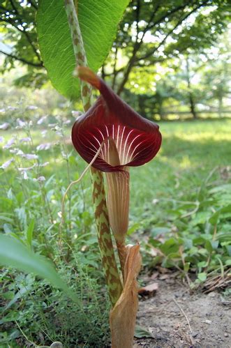 The following 6 files are in this category, out of 6 total. Arisaema speciosum | North American Rock Garden Society