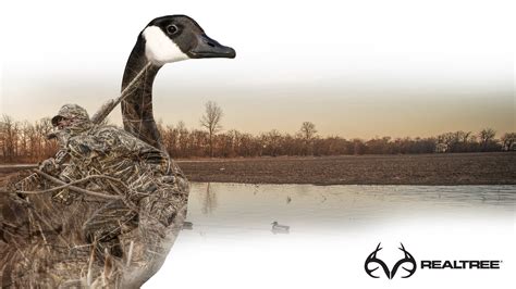 Waterfowl Wallpaper 51 Images