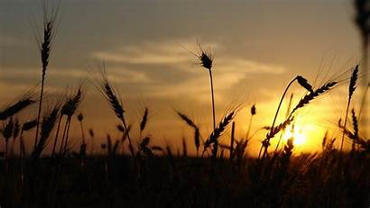Sunset Wheat Nature Silhouette Sunlight Wallpapers Background