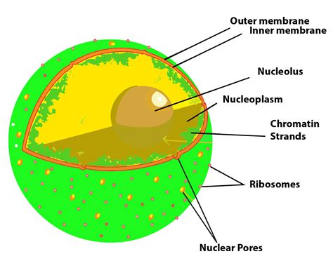 What Are The Nuclear Pores State Their Function