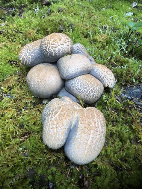 Pacific Northwest Mushroom Society