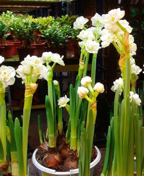 Check spelling or type a new query. Flowering Bulbs