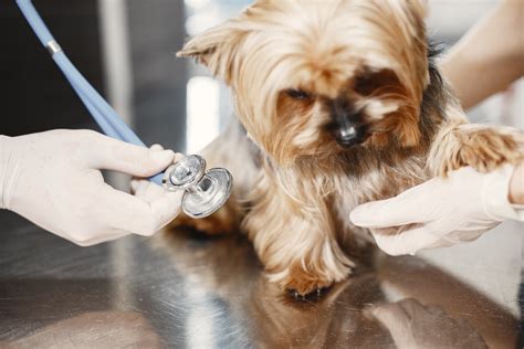 Pet Illness vs Urgent Care Visits | Petfolk