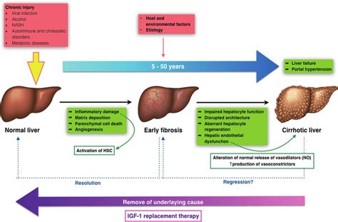 Transition From Normal To Liver Cirrhosis Download Scientific Diagram