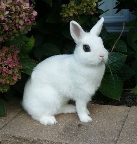 The Rabbit And Cavy Breeders Ind Dwarf Hotot Cute Baby Bunnies