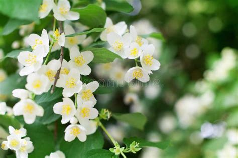 White Jasmine Flowers Blossom On Green Leaves Blurred Background
