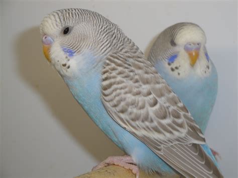 Two Parakeets Perched On Top Of Each Other