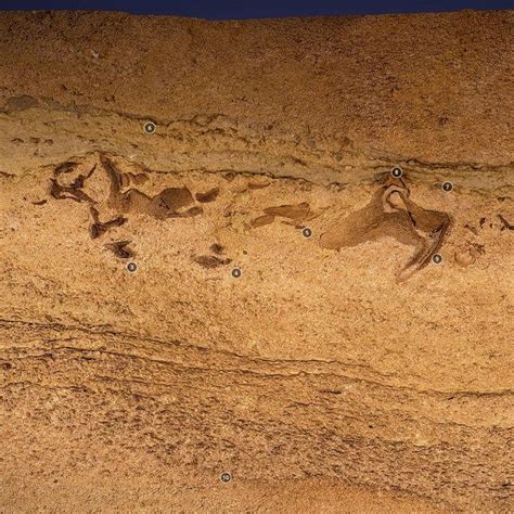Sharks Fossils And Caves Secrets Revealed At Mammoth Cave Fossils